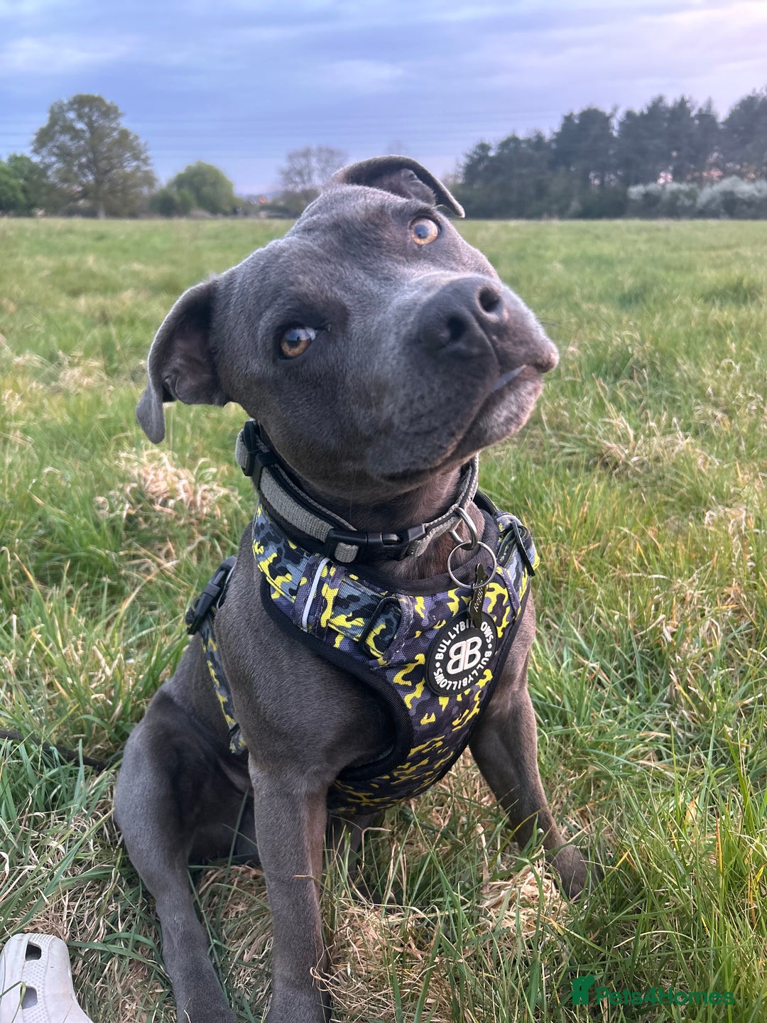 Staffordshire Bull Terrier dogs for stud: STUD pure bred blue Staffordshire bull terrier  - Image 2