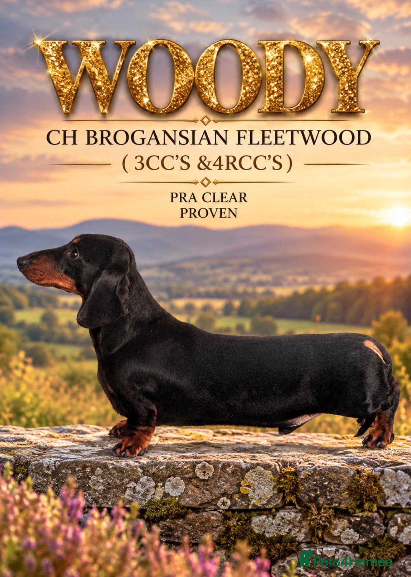 Miniature Dachshund dogs Champion mini smooth for stud  - Advert 1