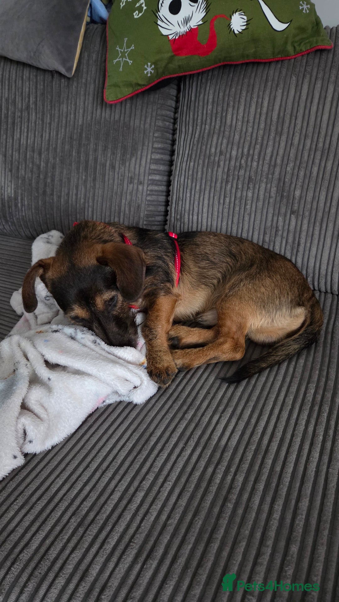 Mixed Breed dogs for sale: 9 Month Old Wired Dachshund x Jack Russell  - Advert 9