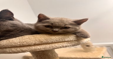 British Shorthair cats - Advert 7