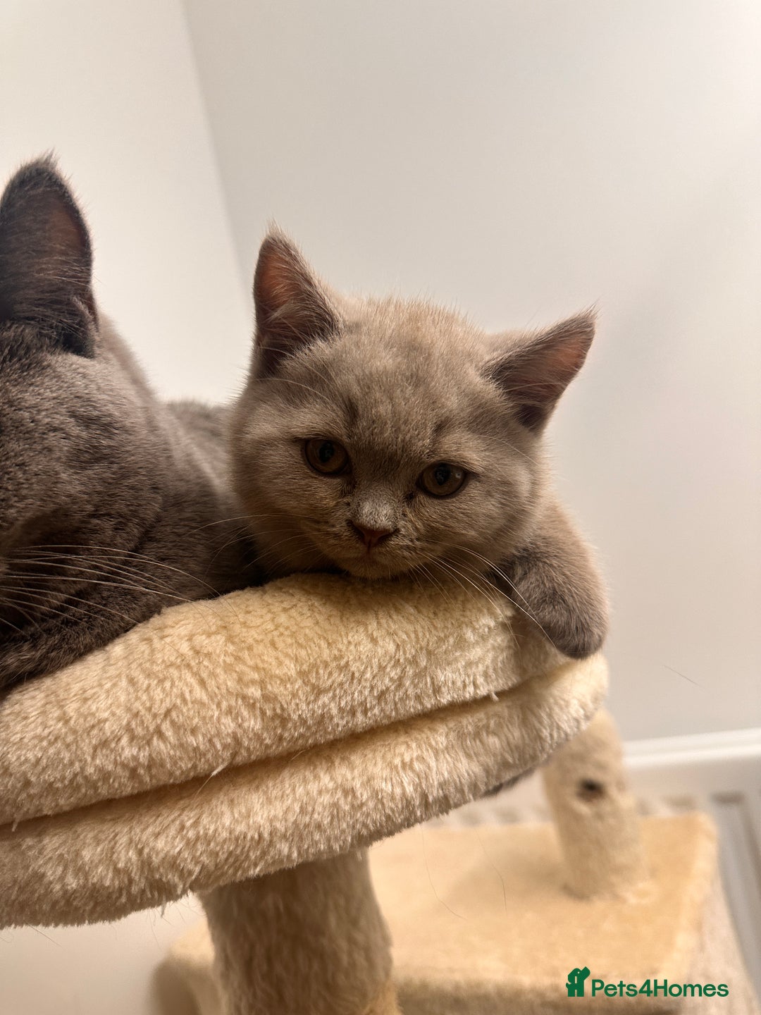 British Shorthair cats for sale: 2 lilac British shorthair boys 🐻💙🐻 - Image 3