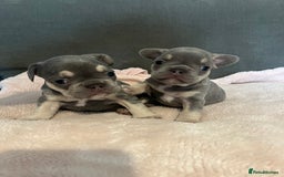 French Bulldog dogs for sale: 💙 French bulldog pups kc reg lilac and tan   - Image 8