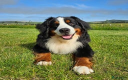 Bernedoodle dogs for sale: STUNNING DNA CLEAR F1 BERNEDOODLES - Image 8