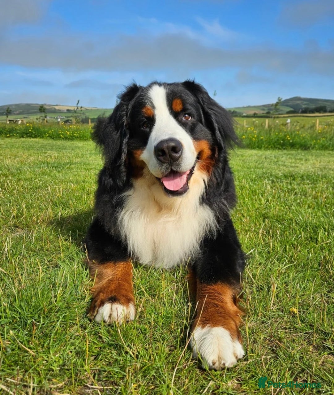 Bernedoodle dogs for sale: STUNNING DNA CLEAR F1 BERNEDOODLES - Image 8