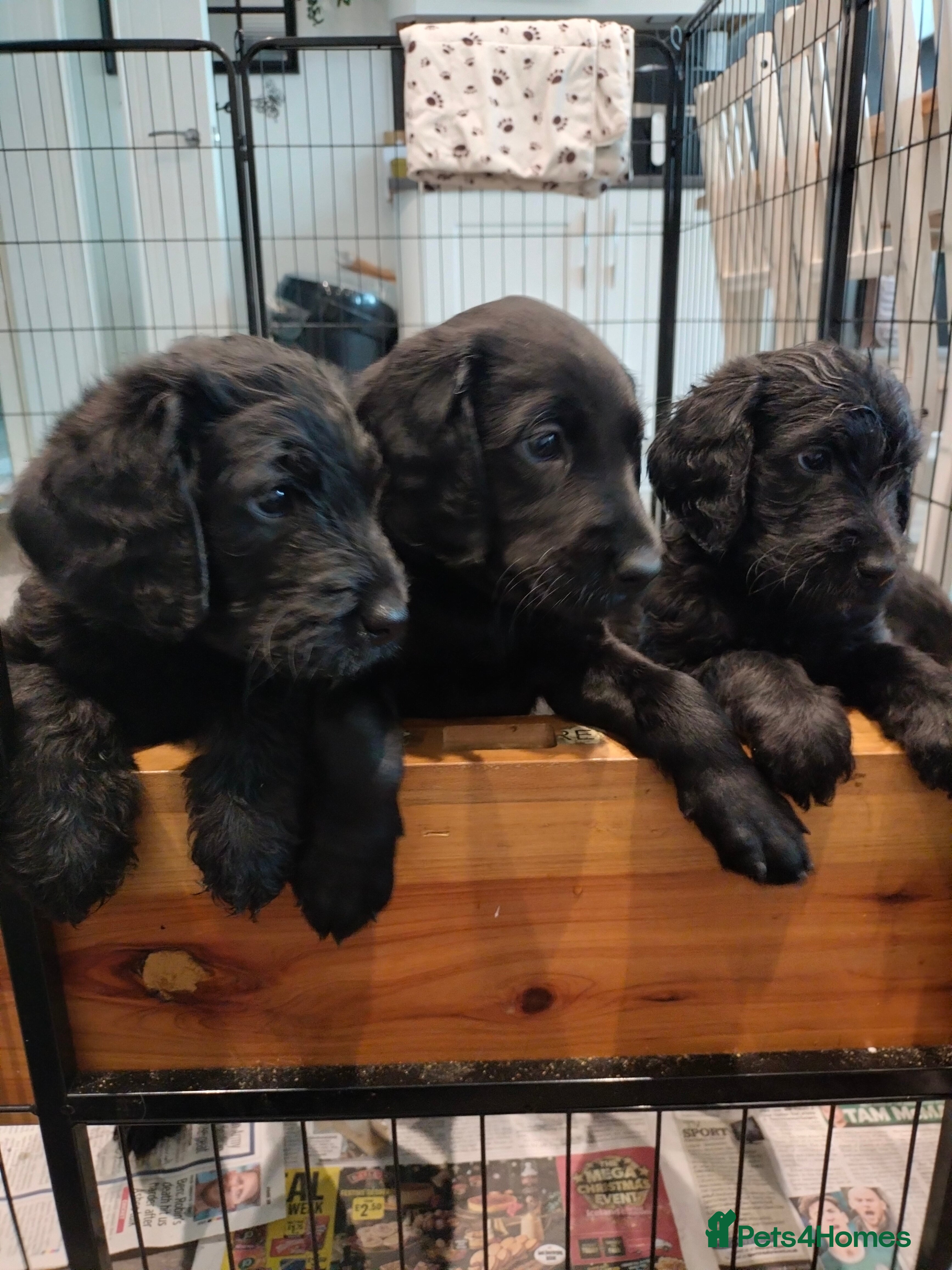 Labradoodle dogs F1 Standard Labradoodle Puppies - Advert 4
