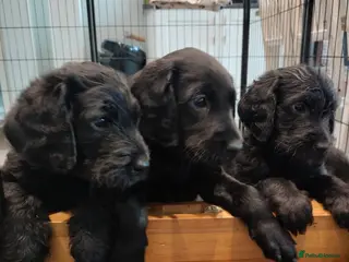 Labradoodle dogs F1 Standard Labradoodle Puppies - Advert 4