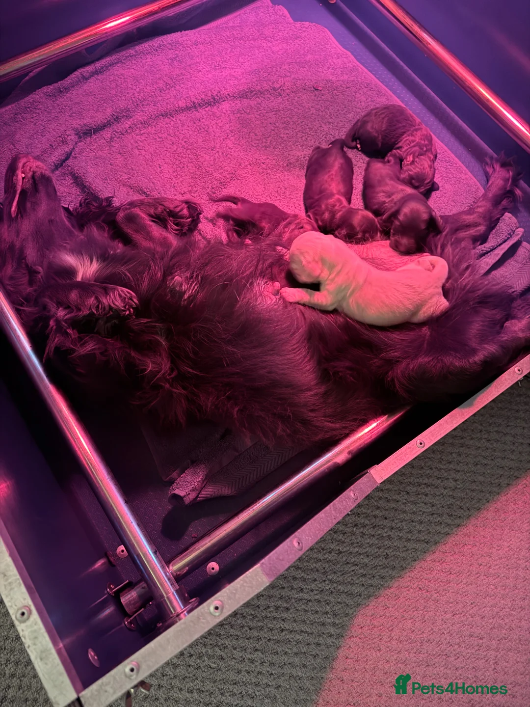 Cocker Spaniel dogs for sale: Stunning Cocker Spaniel puppies  - Advert 19