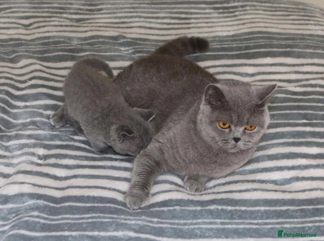 British Shorthair cats for sale: British Shorthair blue kittens for sale in Dereham - Advert 2