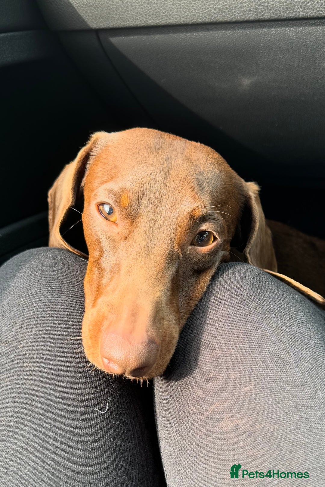 Miniature Dachshund dogs for stud: Stud PROVEN miniatures dachshund  - Advert 8