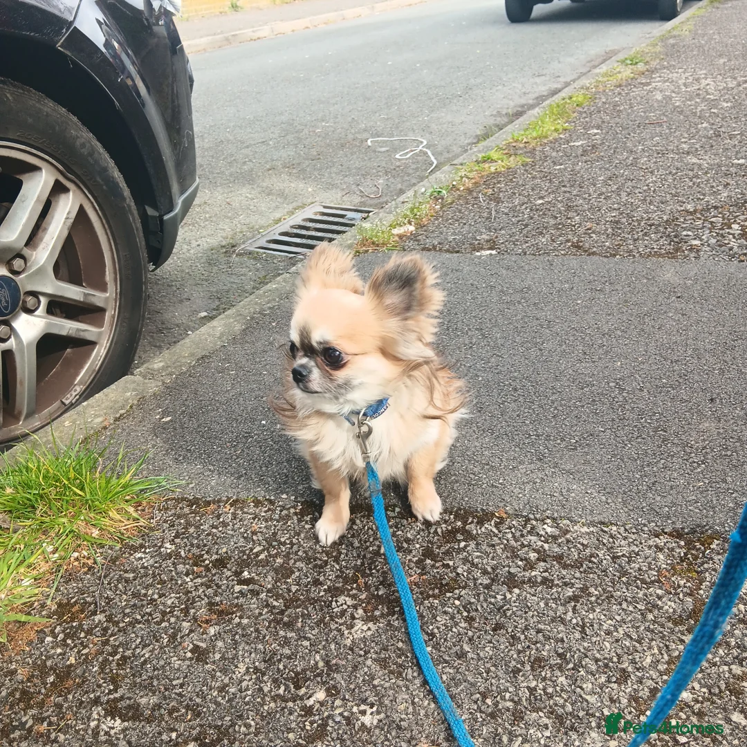 Chihuahua dogs for sale: Long coat chihuahua  in Bracknell - Advert 7