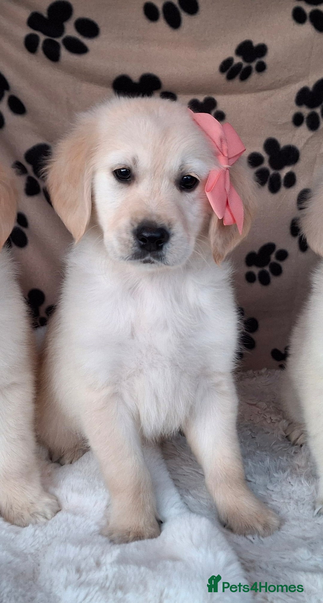 Golden Retriever dogs for sale: Kc, health tested, show type, golden retrievers. - Advert 6