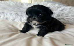 Shih Tzu dogs for sale: ✨✨Stunning Imperial puppies ✨✨ - Image 6