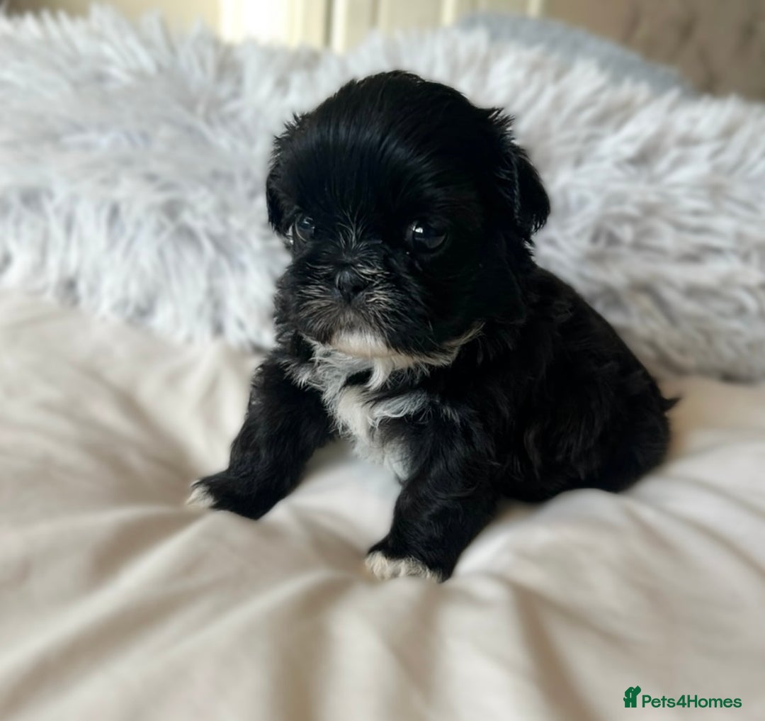 Shih Tzu dogs for sale: ✨✨Stunning Imperial puppies ✨✨ - Image 6