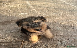 Lakeland Terrier dogs for sale: Lakeland terrier puppies - Image 3