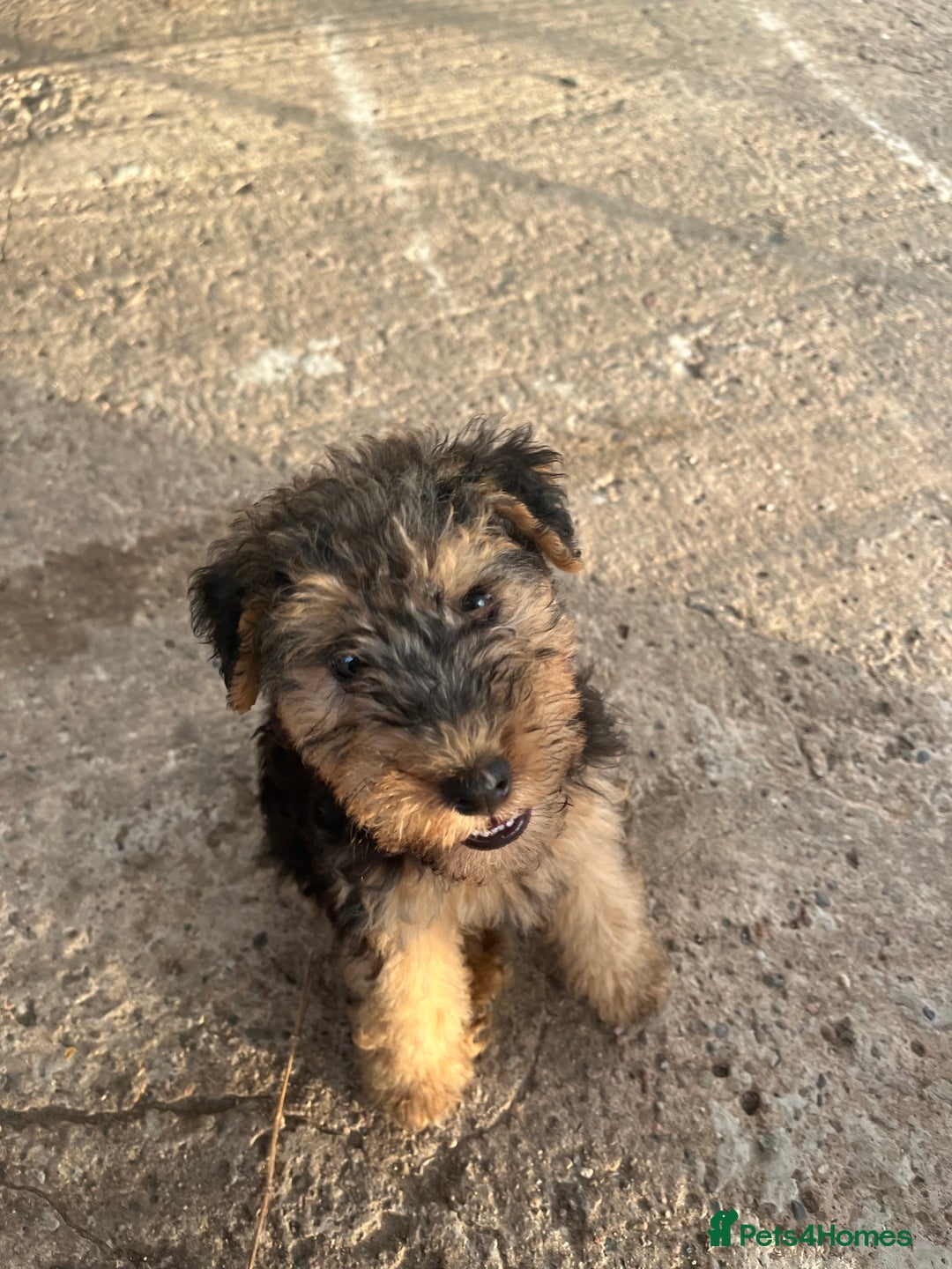 Lakeland Terrier dogs for sale: Lakeland terrier puppies - Image 3
