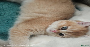 British Shorthair cats - Advert 15