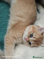 British Shorthair cats - Advert 7
