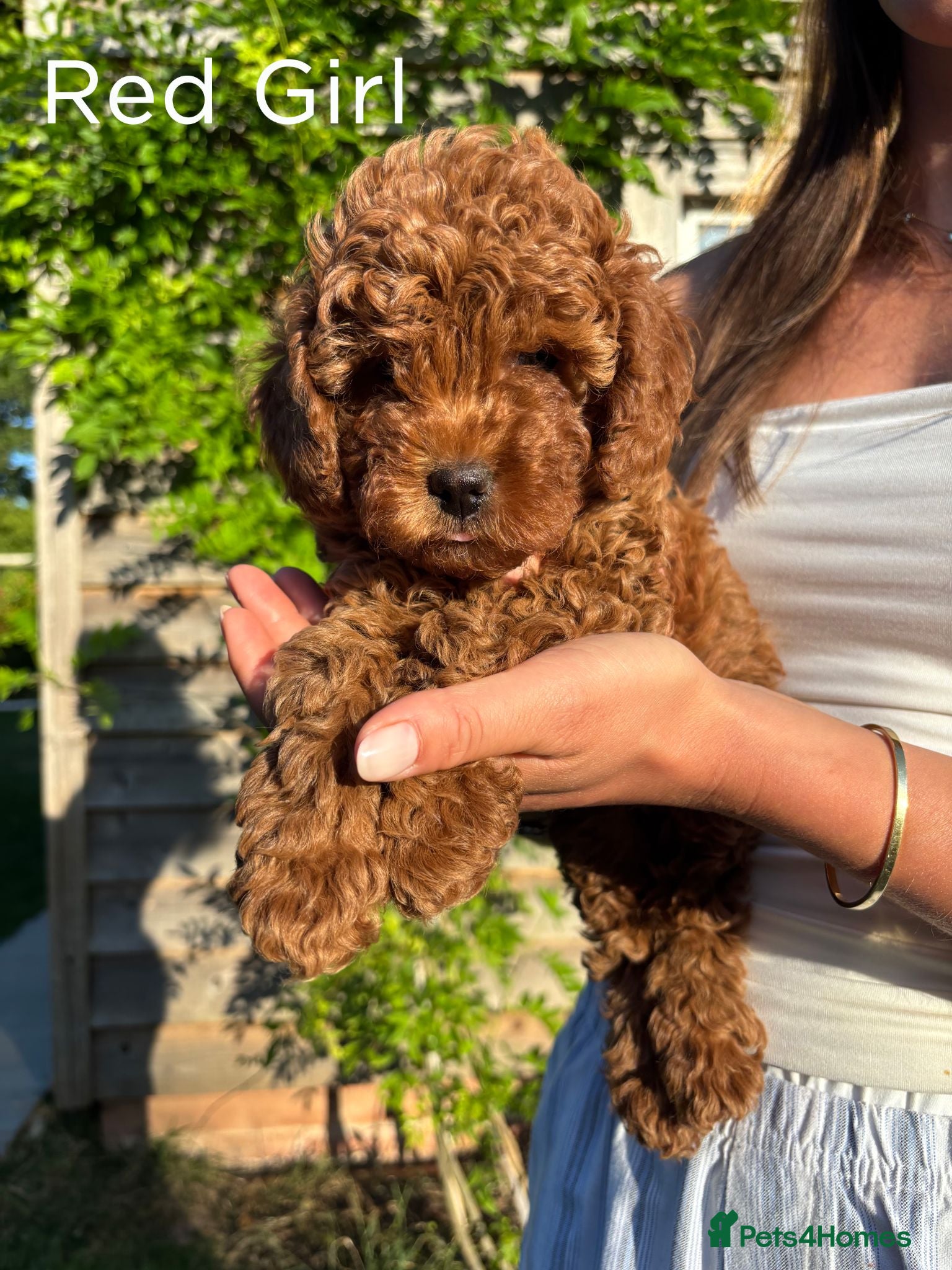 Cavapoo dogs Stunning Red F1b Cavapoo Puppies  - Advert 2