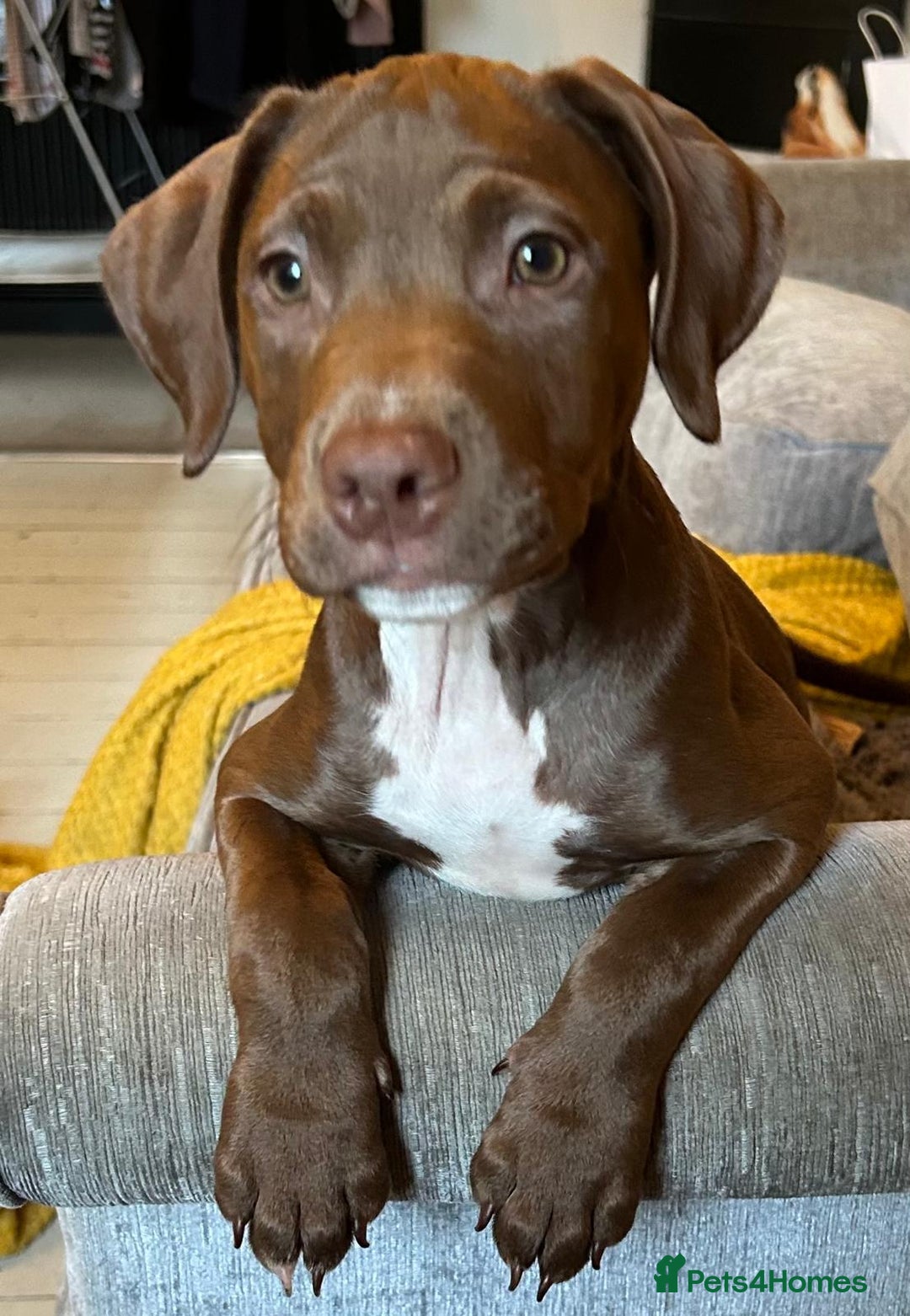 Mixed Breed dogs for sale: Springer Staffs  in St Albans - Image 14