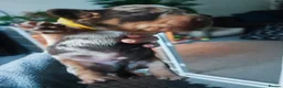 Dachshund dogs for sale: Dachshund puppies  - Advert 4