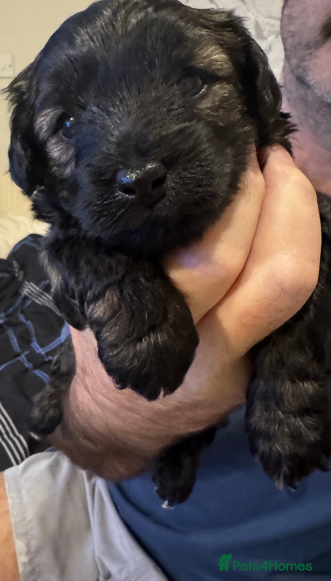 Yorkiepoo dogs for sale: Yorker puppys - Advert 5