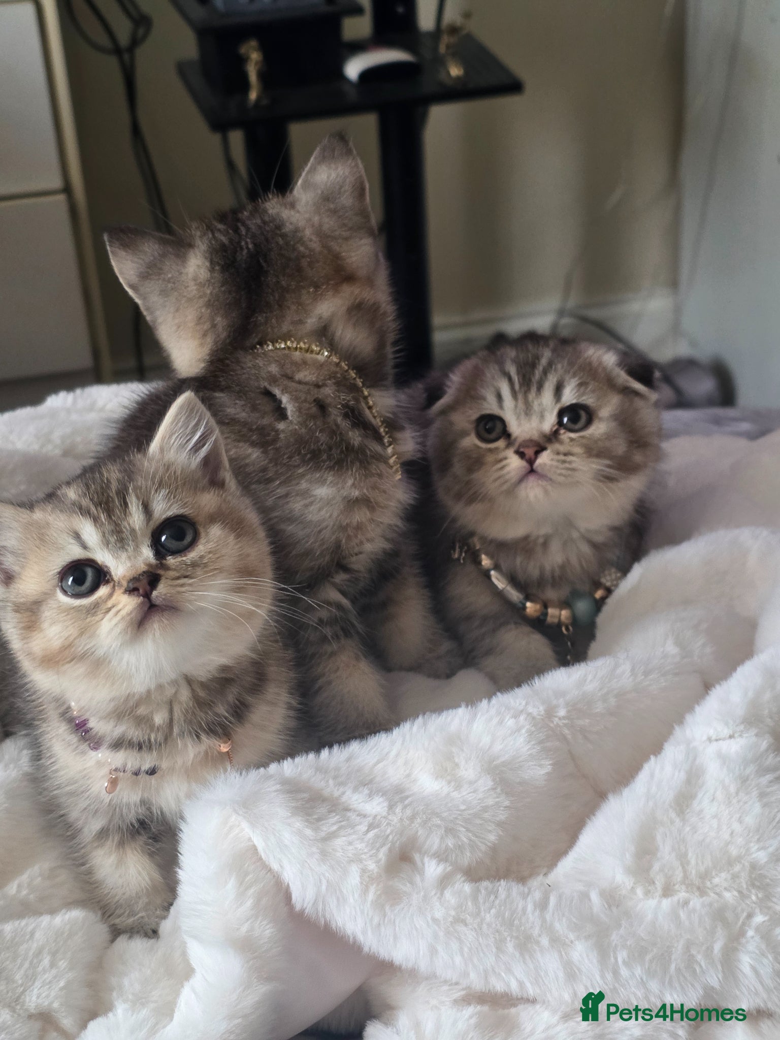 Scottish Fold cats Scottish fold kittens  for sale - Advert 1