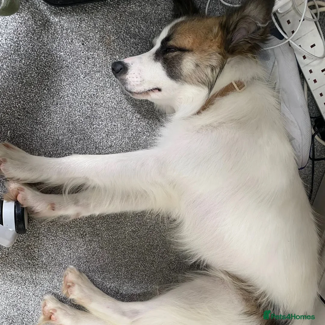 Mixed Breed dogs for adoption: Novie (Collie mix) - Advert 10