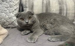 Scottish Fold cats for sale: Stunning Male lilac BSH & Grey Scottish Fold x BSH - Advert 10