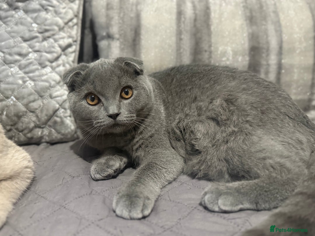 Scottish Fold cats for sale: Stunning Male lilac BSH & Grey Scottish Fold x BSH - Advert 10
