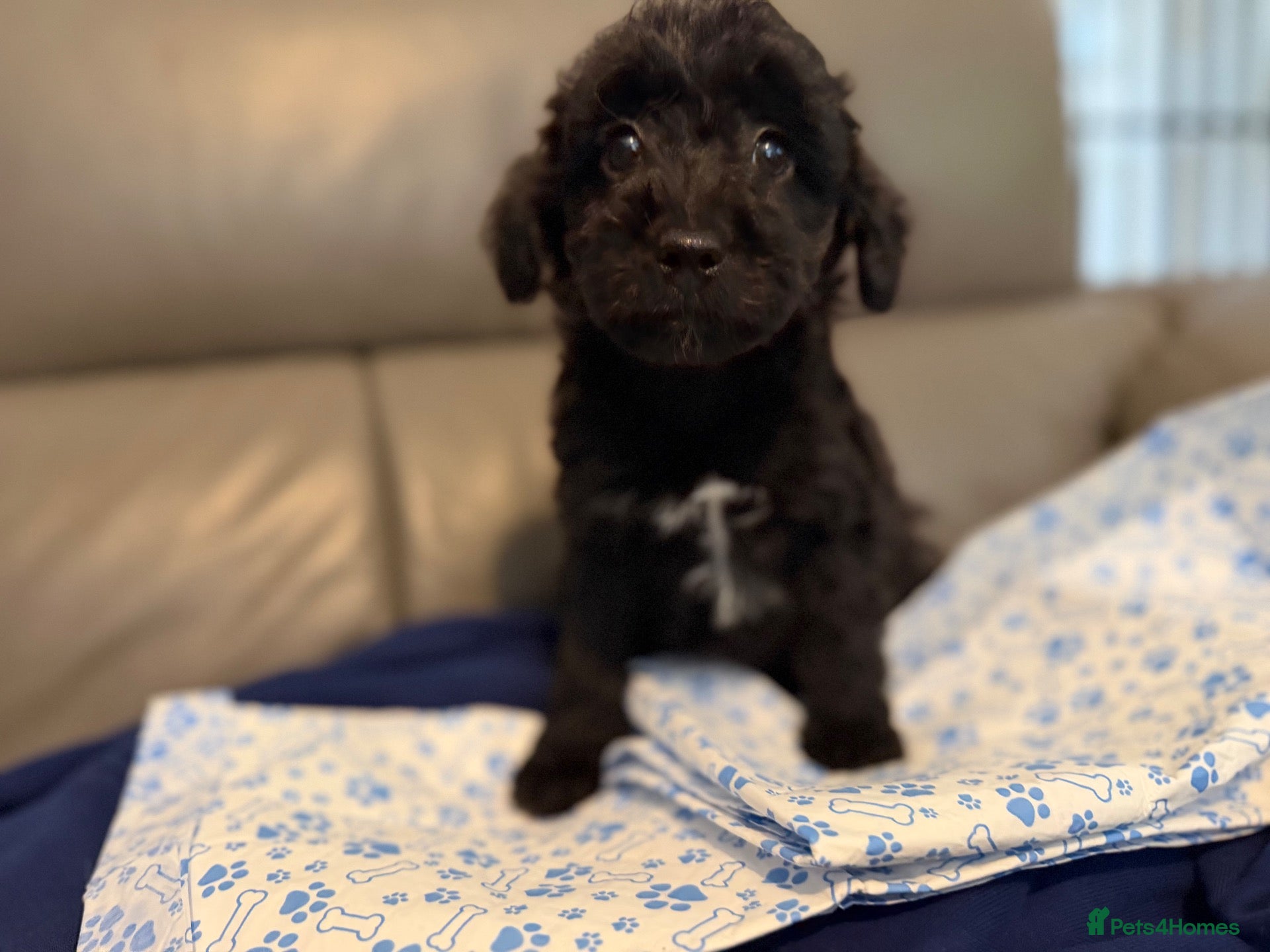 Bordoodle dogs Miniature boarderdoodle owners changed there mind - Advert 1