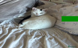 Arabian Mau cats for sale: Zayn & Rafa - Rescue Arabian Maus - Image 15