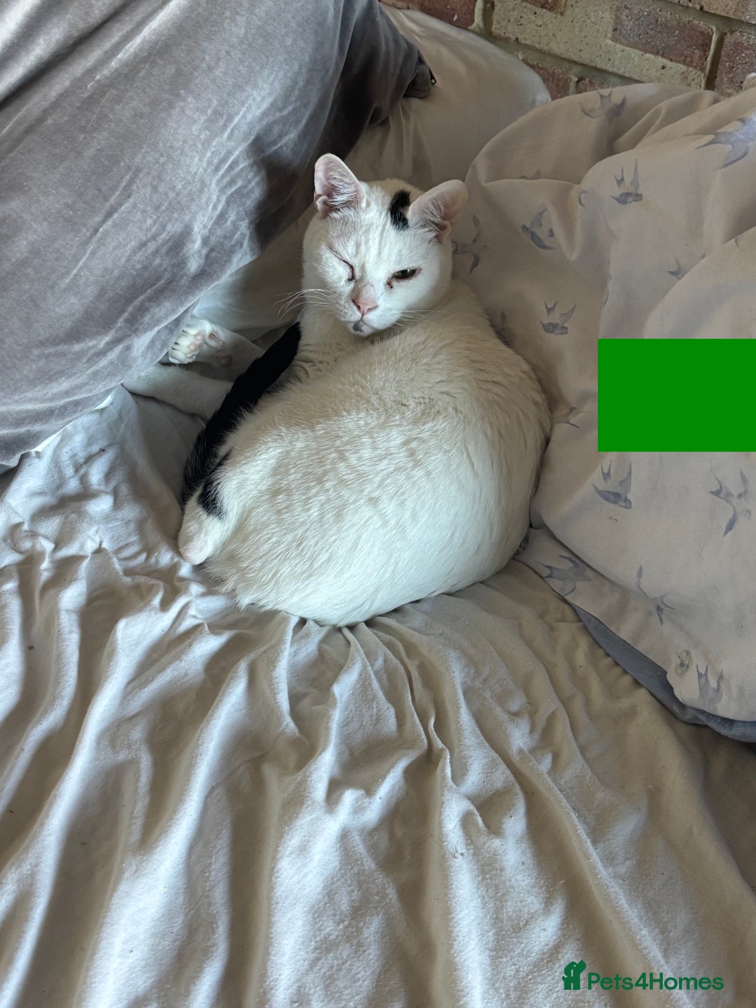 Arabian Mau cats for sale: Zayn & Rafa - Rescue Arabian Maus - Image 15