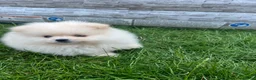 Pomeranian dogs for sale: Small Beautiful Pomeranian Boy  - Advert 23