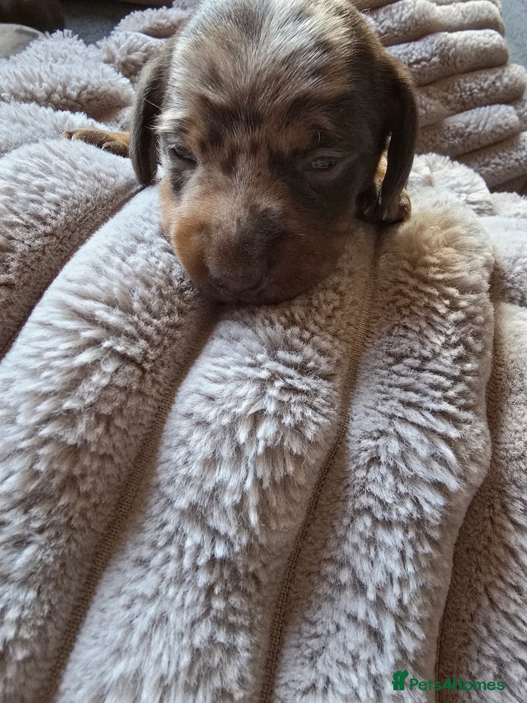 Miniature Dachshund dogs for sale: Dapple miniature dachshund - Image 22
