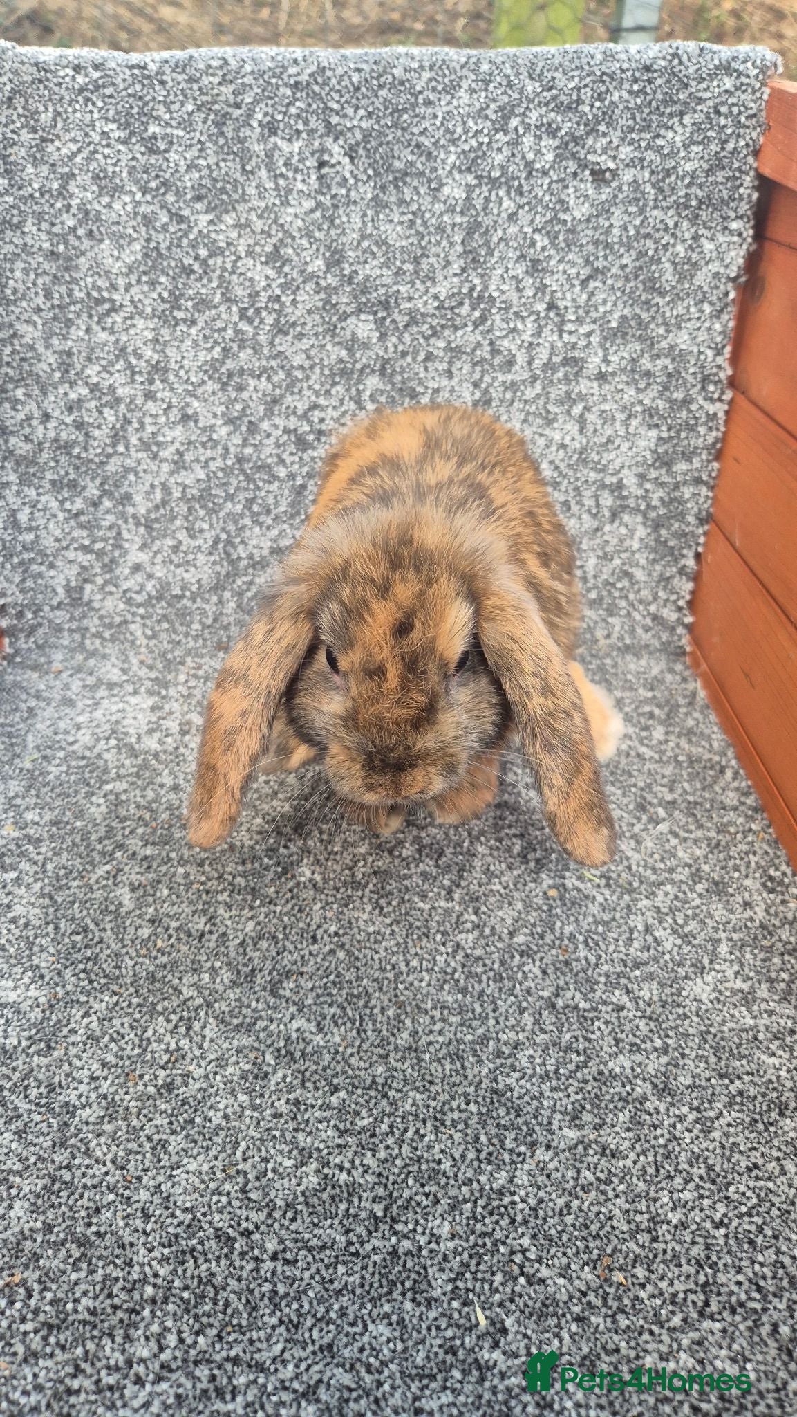 Mini Lop rabbits Mini Lops - Advert 1