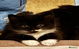 Domestic Shorthair cats for sale: 3 lovely black and white kittens - Image 8