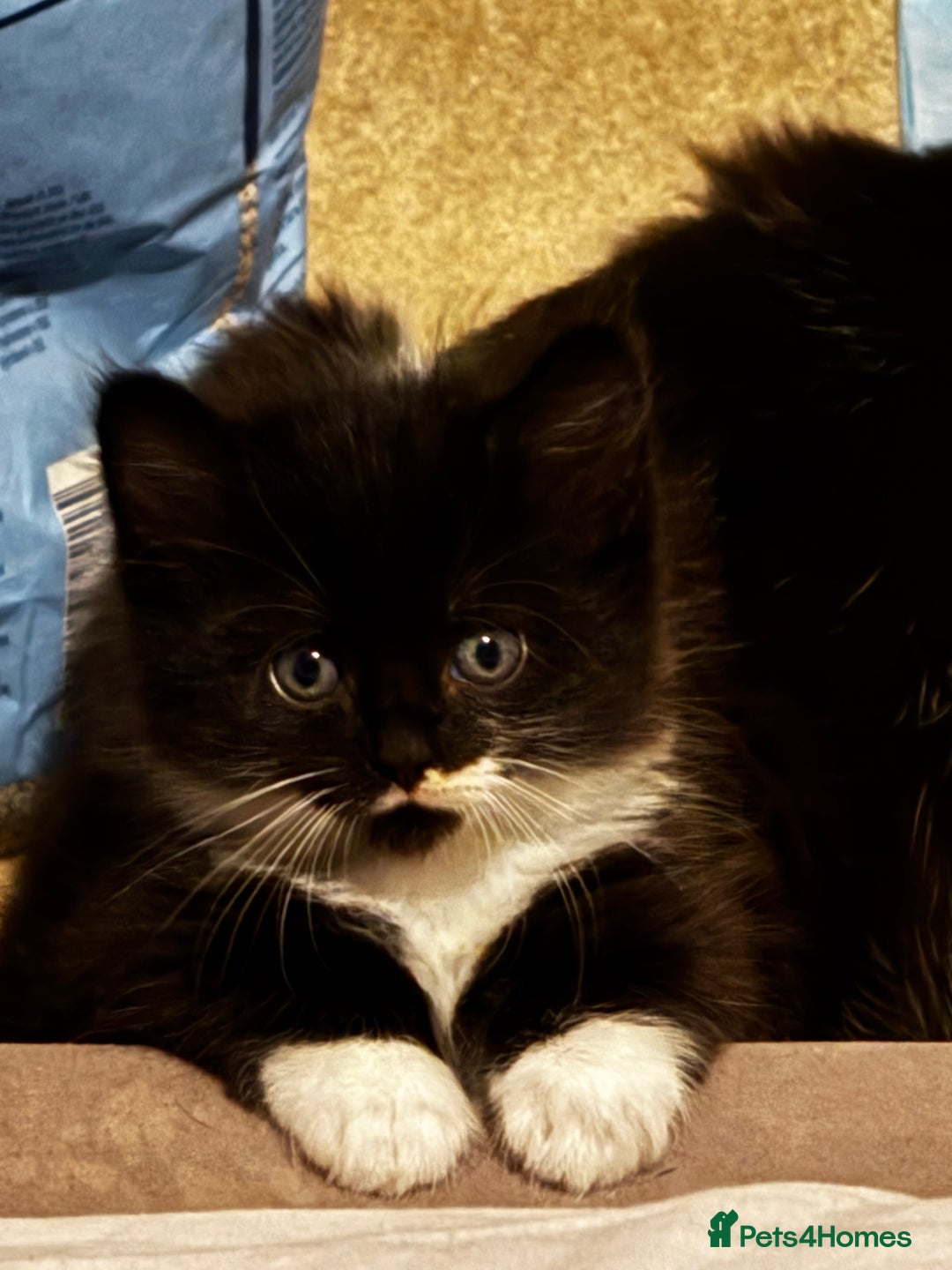 Domestic Shorthair cats for sale: 3 lovely black and white kittens - Image 8