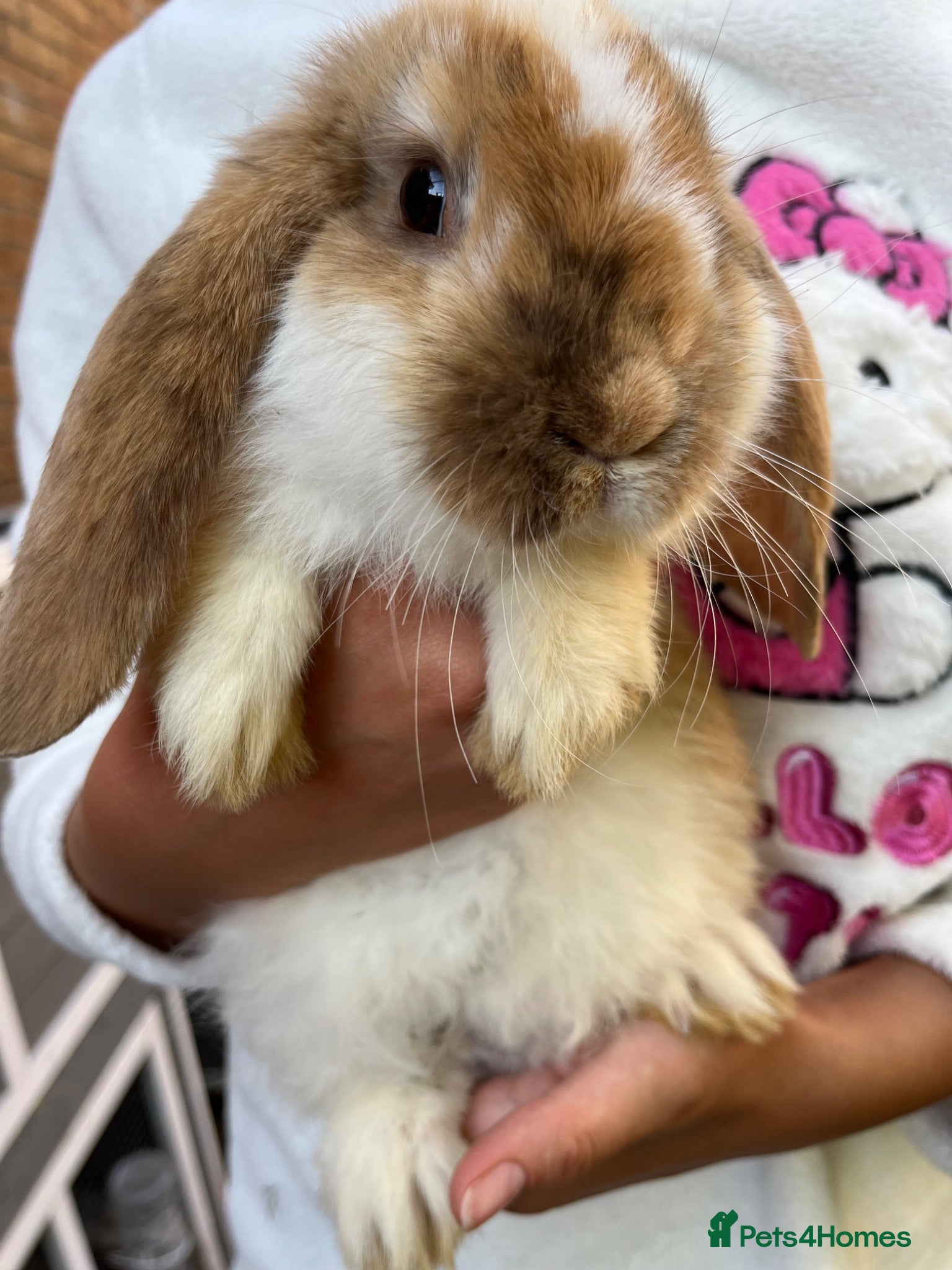 French Lop rabbits 🐰 The most Loving & Friendly French Lops 🐰 - Advert 1