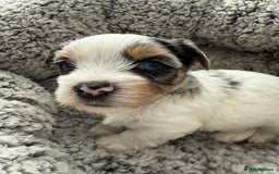 Biewer Terrier dogs for sale: Beautiful Biewer puppies  - Image 3