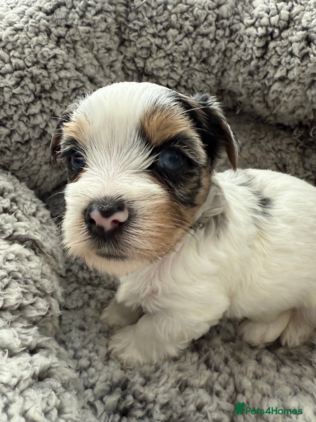 Biewer Terrier dogs for sale: Beautiful Biewer puppies  - Image 3