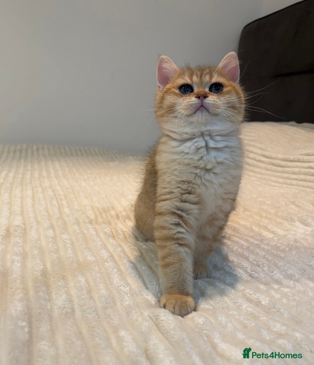 British Shorthair cats for sale: *1Left* GCCF Registered Champion line Golden BSH - Advert 6