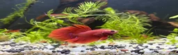 Bettas fish for sale: Beautiful bettas ready to go!  - Advert 3