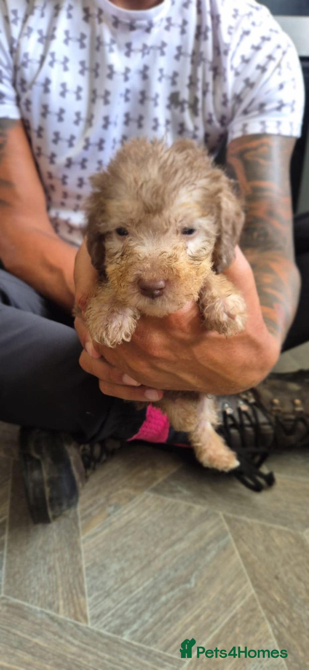 Bedlington Terrier dogs for sale: Bedlington terrier puppies  - Image 5