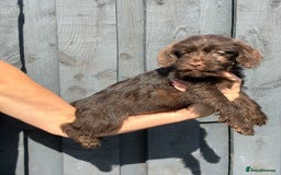 Patterdale Terrier dogs for sale: ⭐️ Patterdale puppies only 2 girls available ⭐️ - Image 2