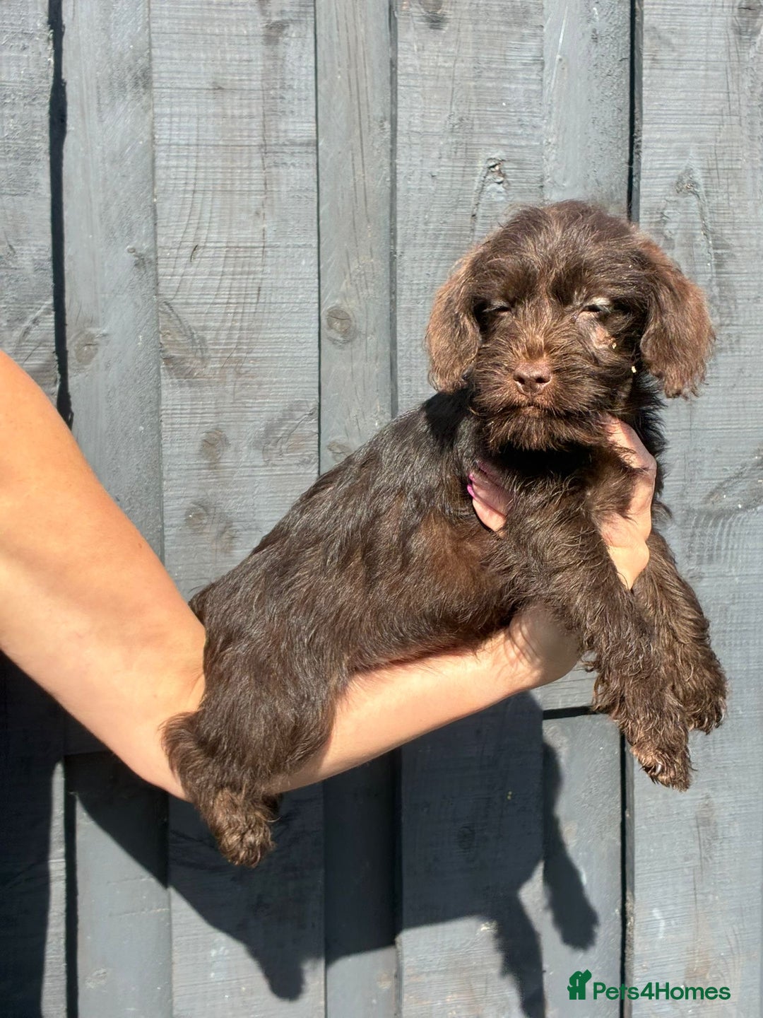 Patterdale Terrier dogs for sale: ⭐️ Patterdale puppies only 2 girls available ⭐️ - Image 2