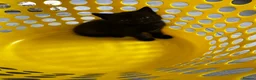 British Shorthair cats for sale: British Shorthair mix Kittens - Advert 23