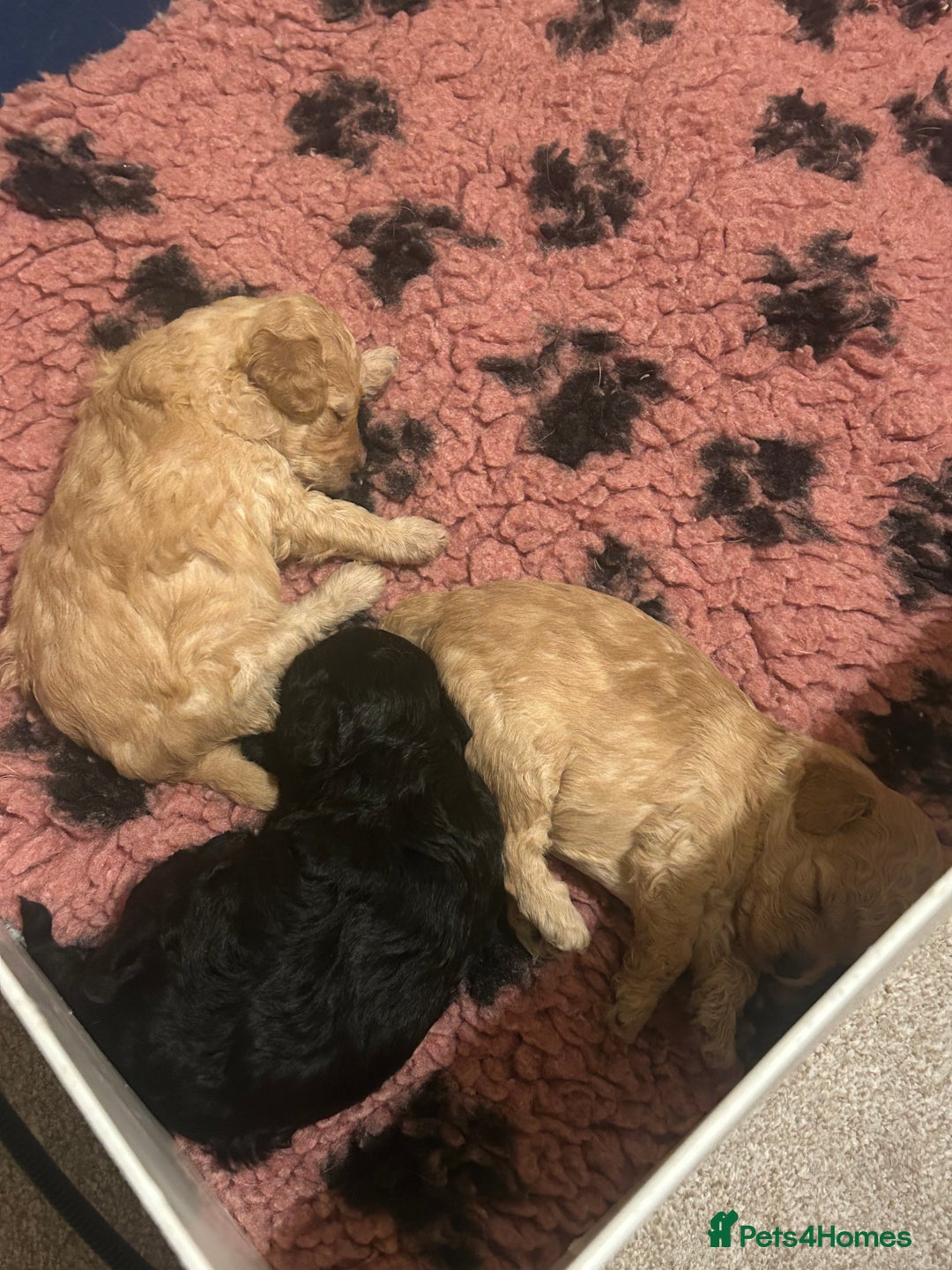 Toy Poodle dogs for sale: KC toy poodles by health tested parents  - Advert 11