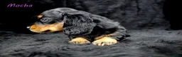 Miniature Dachshund dogs for sale: 🌟Dapple & Black Tan PRA Clear KC reg – June 26🌟 - Advert 10