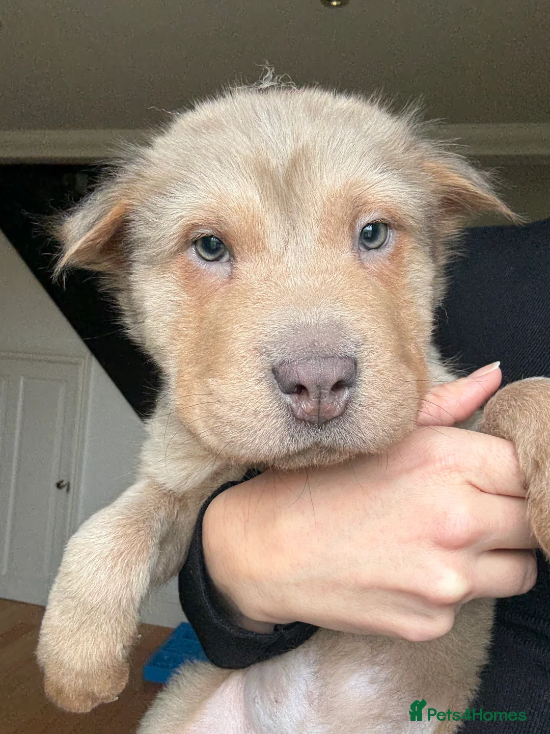Shar Pei dogs for sale: Tan point bear and brush coat puppies - Advert 2