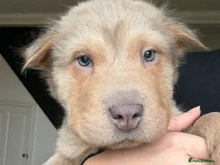 Shar Pei dogs Tan point bear and brush coat puppies - Advert 4